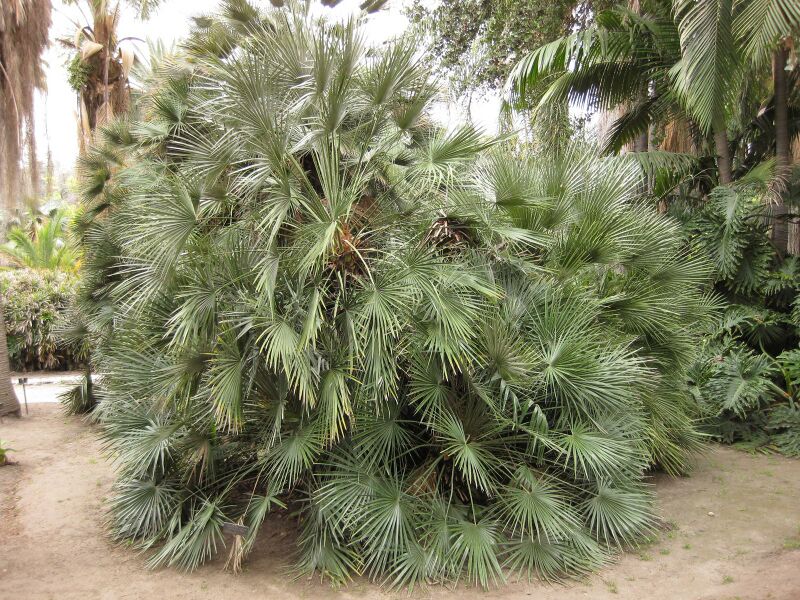 File:IMG 3918 hunt0904.jpg