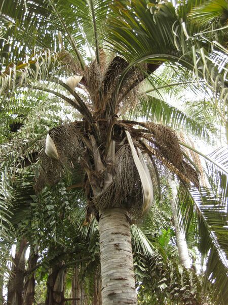 File:IMG 3921 hunt0904.jpg