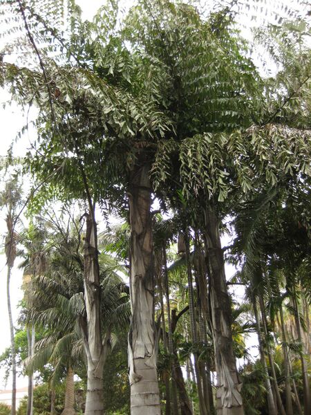 File:IMG 3923 hunt0904.jpg