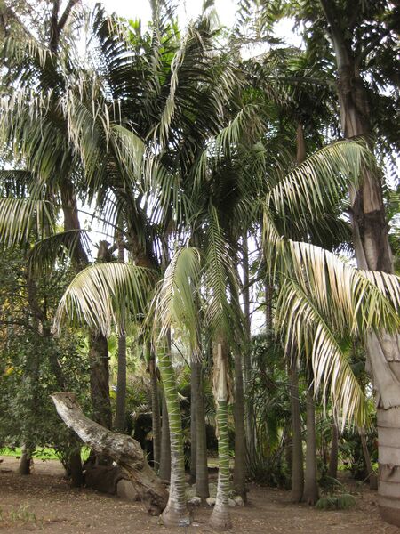 File:IMG 3928 hunt0904.jpg