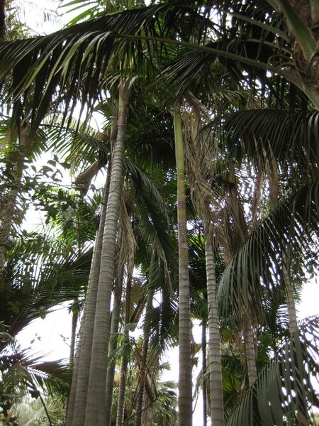 File:IMG 3930 hunt0904.jpg