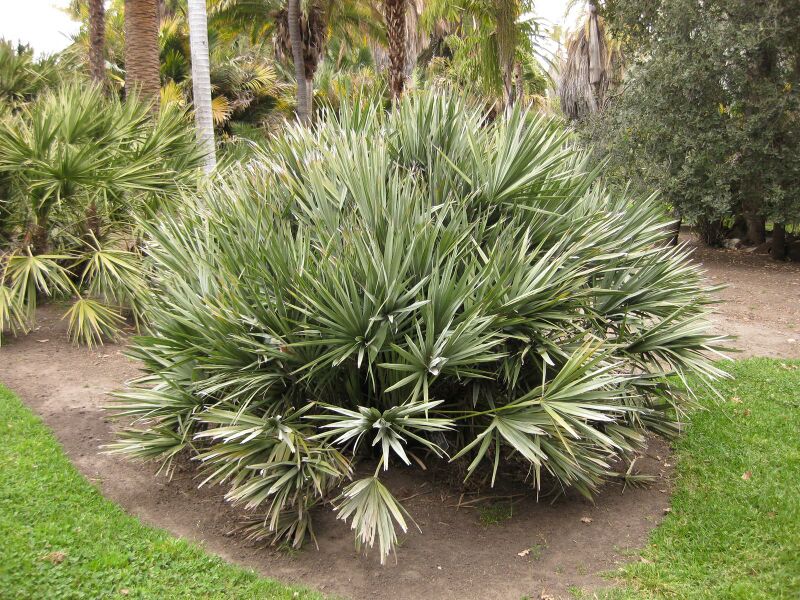 File:IMG 3932 hunt0904.jpg