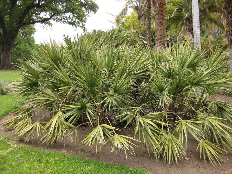 File:IMG 3934 hunt0904.jpg