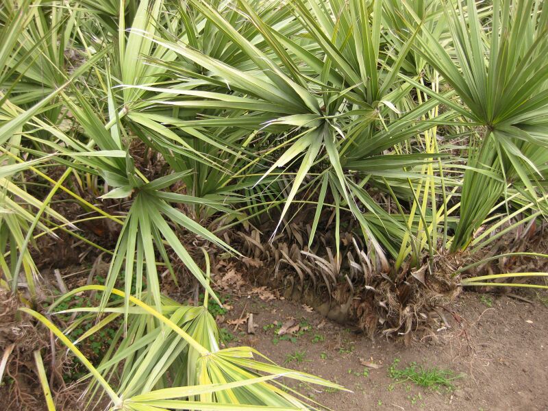 File:IMG 3935 hunt0904.jpg