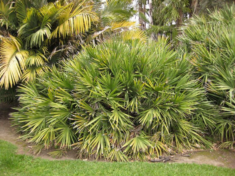 File:IMG 3937 hunt0904.jpg