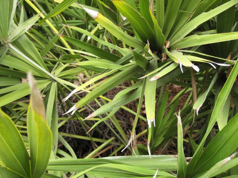 File:IMG 3938 hunt0904.jpg