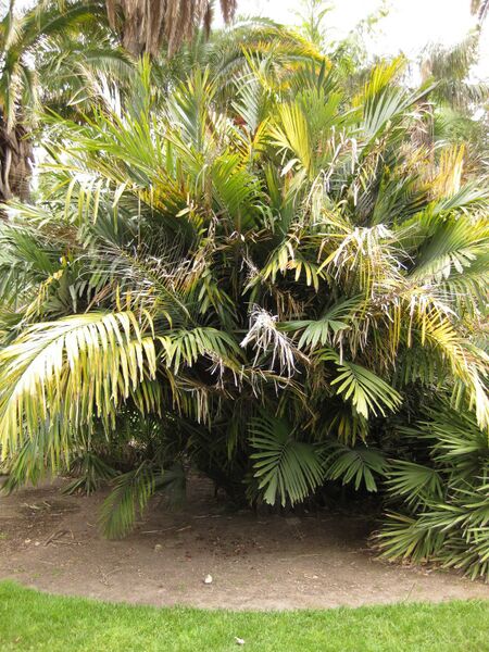 File:IMG 3939 hunt0904.jpg