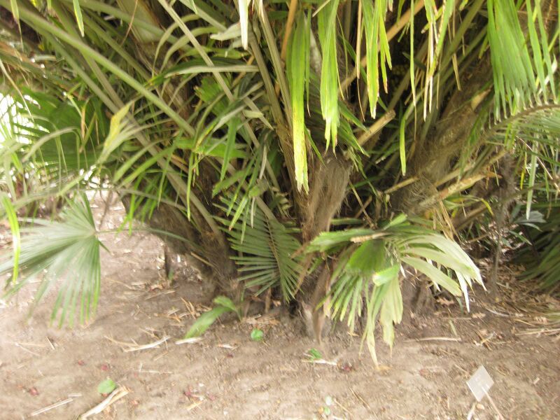 File:IMG 3940 hunt0904.jpg