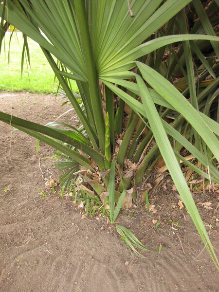 File:IMG 3943 hunt0904.jpg