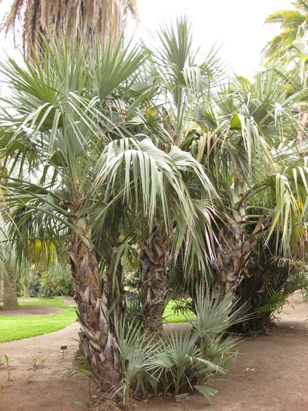 File:IMG 3947 hunt0904.jpg