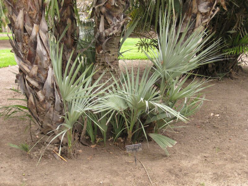 File:IMG 3948 hunt0904.jpg