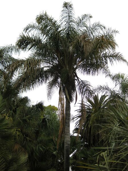 File:IMG 3951 hunt0904.jpg