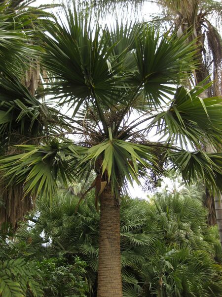 File:IMG 3953 hunt0904.jpg