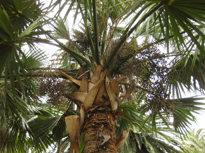 File:IMG 3954 hunt0904.jpg