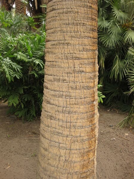 File:IMG 3955 hunt0904.jpg