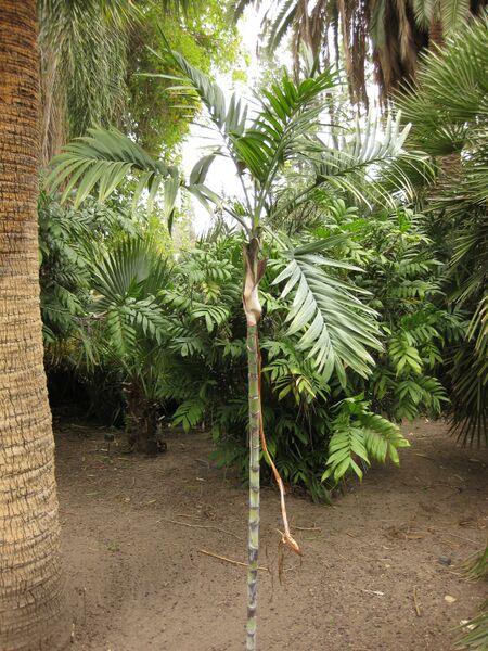 File:IMG 3957 hunt0904.jpg