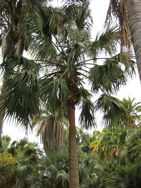 File:IMG 3959 hunt0904.jpg