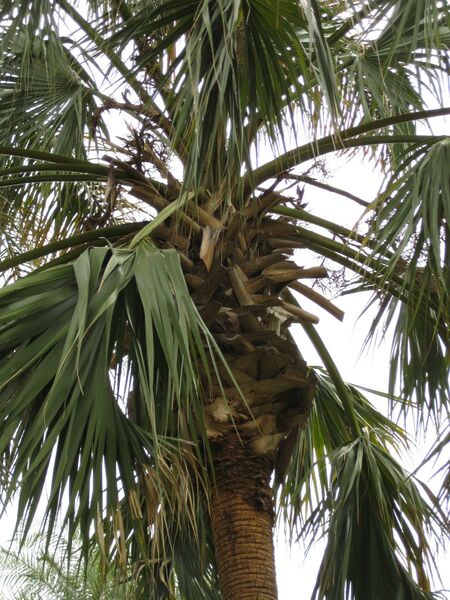 File:IMG 3960 hunt0904.jpg