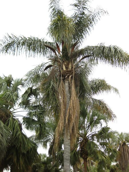 File:IMG 3963 hunt0904.jpg