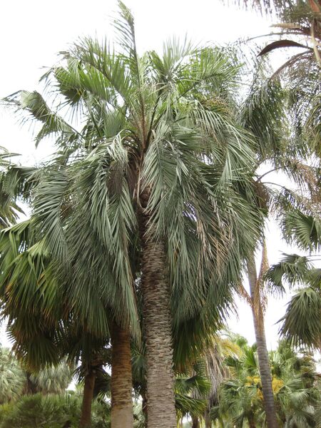 File:IMG 3965 hunt0904.jpg