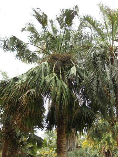 File:IMG 3968 hunt0904.jpg