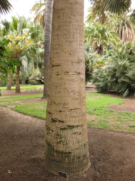 File:IMG 3969 hunt0904.jpg