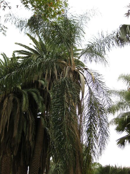 File:IMG 3975 hunt0904.jpg