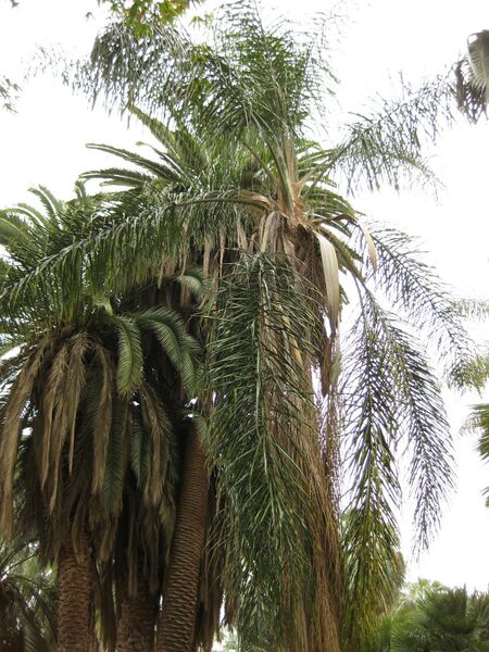 File:IMG 3976 hunt0904.jpg