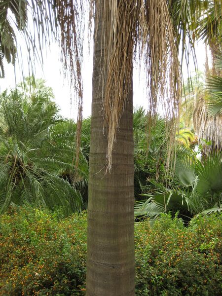 File:IMG 3977 hunt0904.jpg