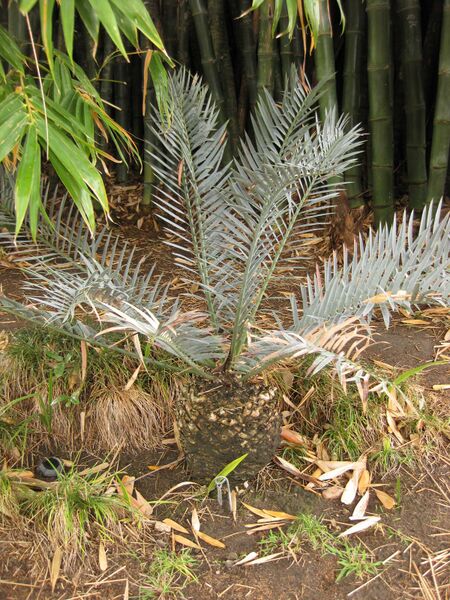 File:IMG 3979 hunt0904.jpg