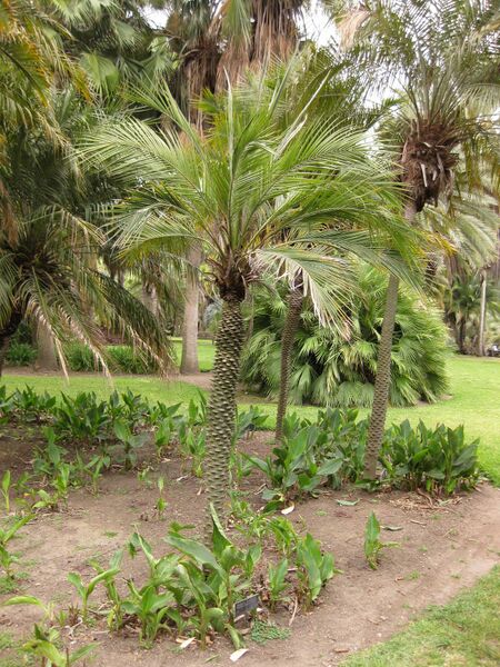 File:IMG 3982 hunt0904.jpg