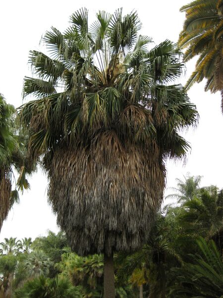 File:IMG 3989 hunt0904.jpg