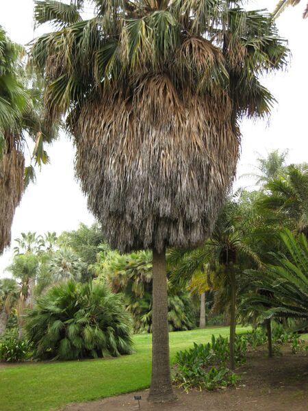 File:IMG 3990 hunt0904.jpg