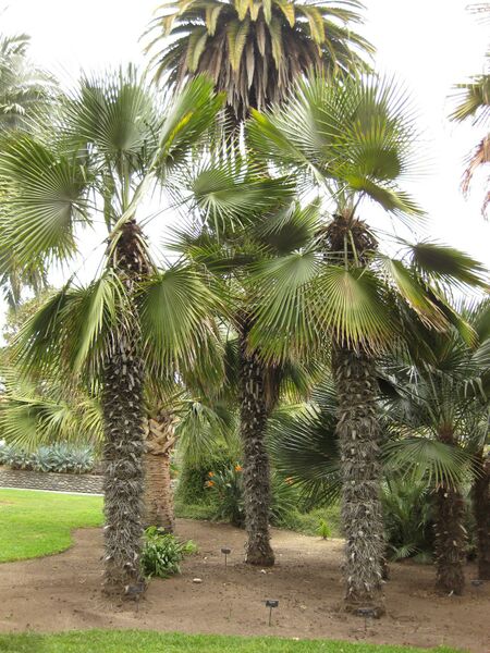 File:IMG 3992 hunt0904.jpg