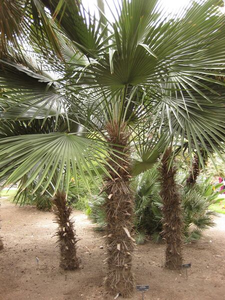 File:IMG 3995 hunt0904.jpg