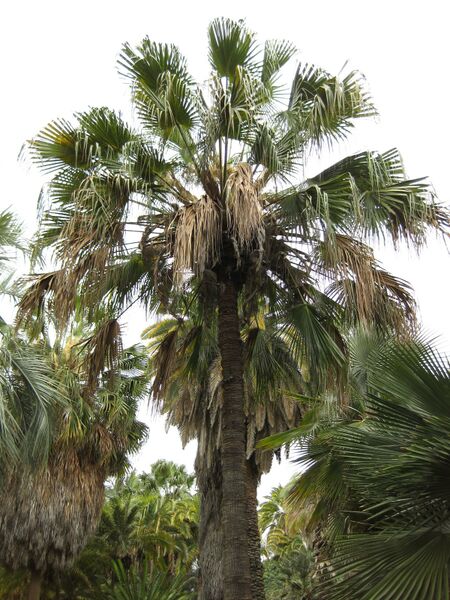 File:IMG 3997 hunt0904.jpg