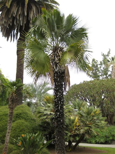 File:IMG 3999 hunt0904.jpg