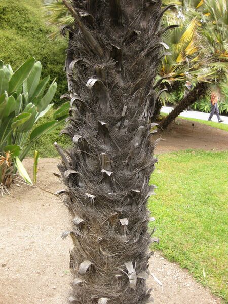 File:IMG 4000 hunt0904.jpg