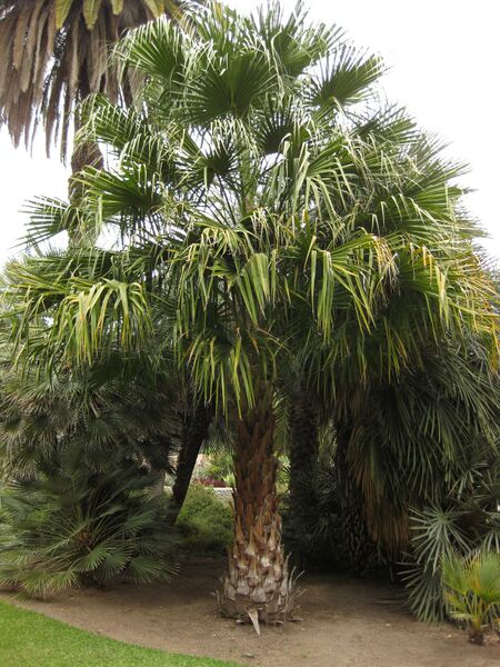 File:IMG 4002 hunt0904.jpg