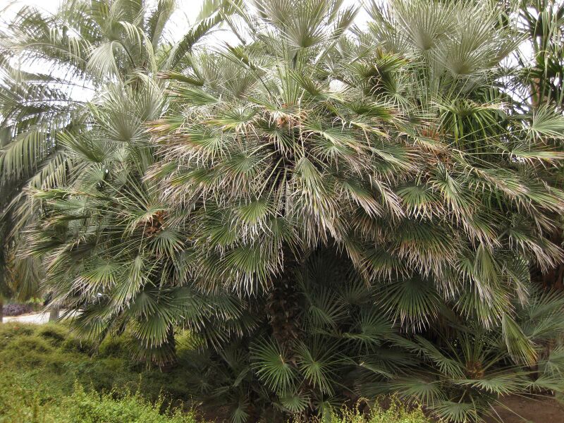 File:IMG 4005 hunt0904.jpg