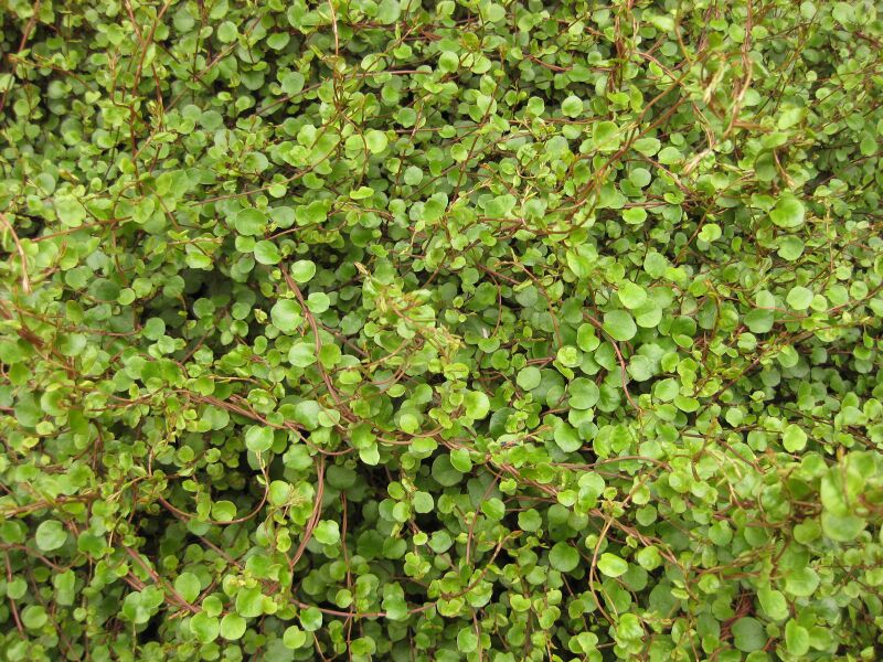 File:IMG 4007 hunt0904.jpg