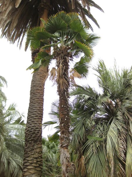 File:IMG 4008 hunt0904.jpg