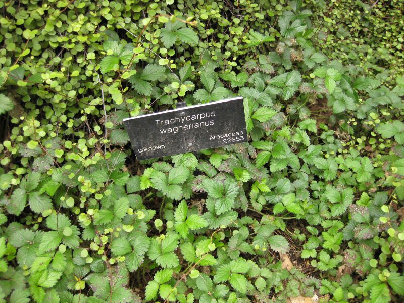 File:IMG 4009 hunt0904.jpg