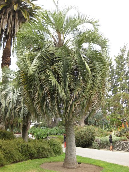 File:IMG 4013 hunt0904.jpg