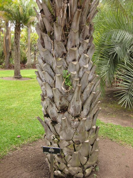 File:IMG 4018 hunt0904.jpg