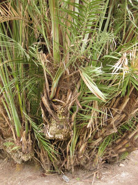 File:IMG 4021 hunt0904.jpg