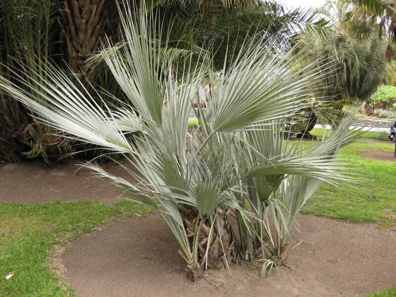 File:IMG 4026 hunt0904.jpg