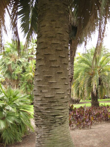 File:IMG 4029 hunt0904.jpg