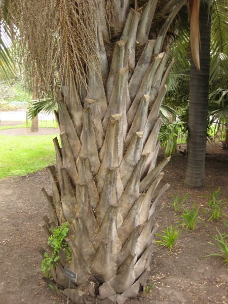 File:IMG 4031 hunt0904.jpg