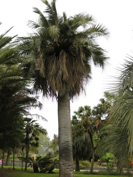 File:IMG 4033 hunt0904.jpg